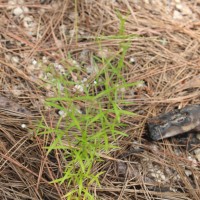 Oldenlandia herbacea (L.) Roxb.